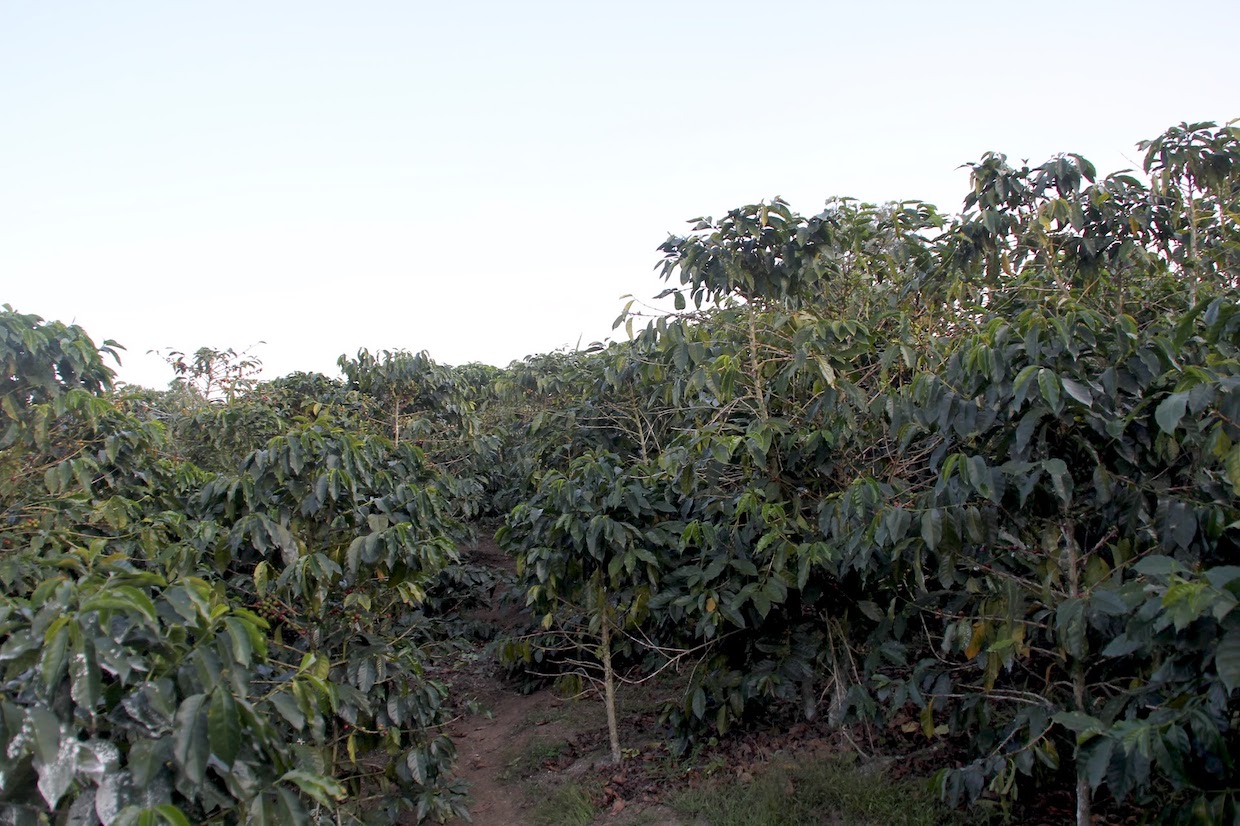 coffee-farm-full-sun