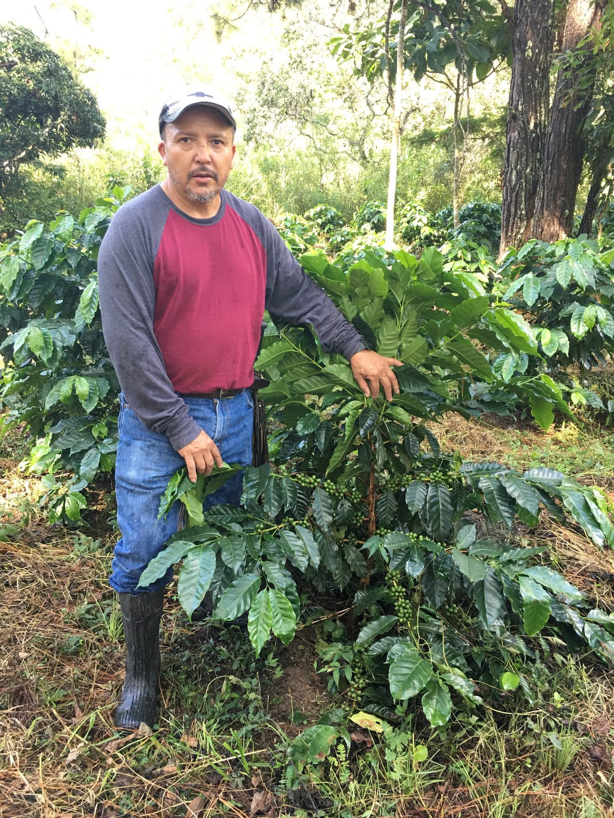 Lenca Coffee Carlos Garcia